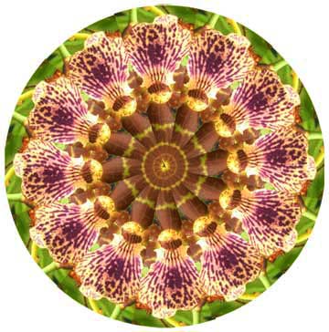 orchidmandala